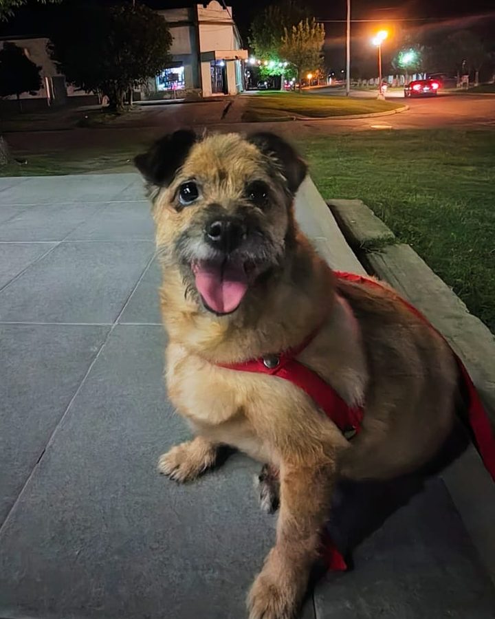 Mora, la perrita que le da nombre a la marca, con la lengua afuera